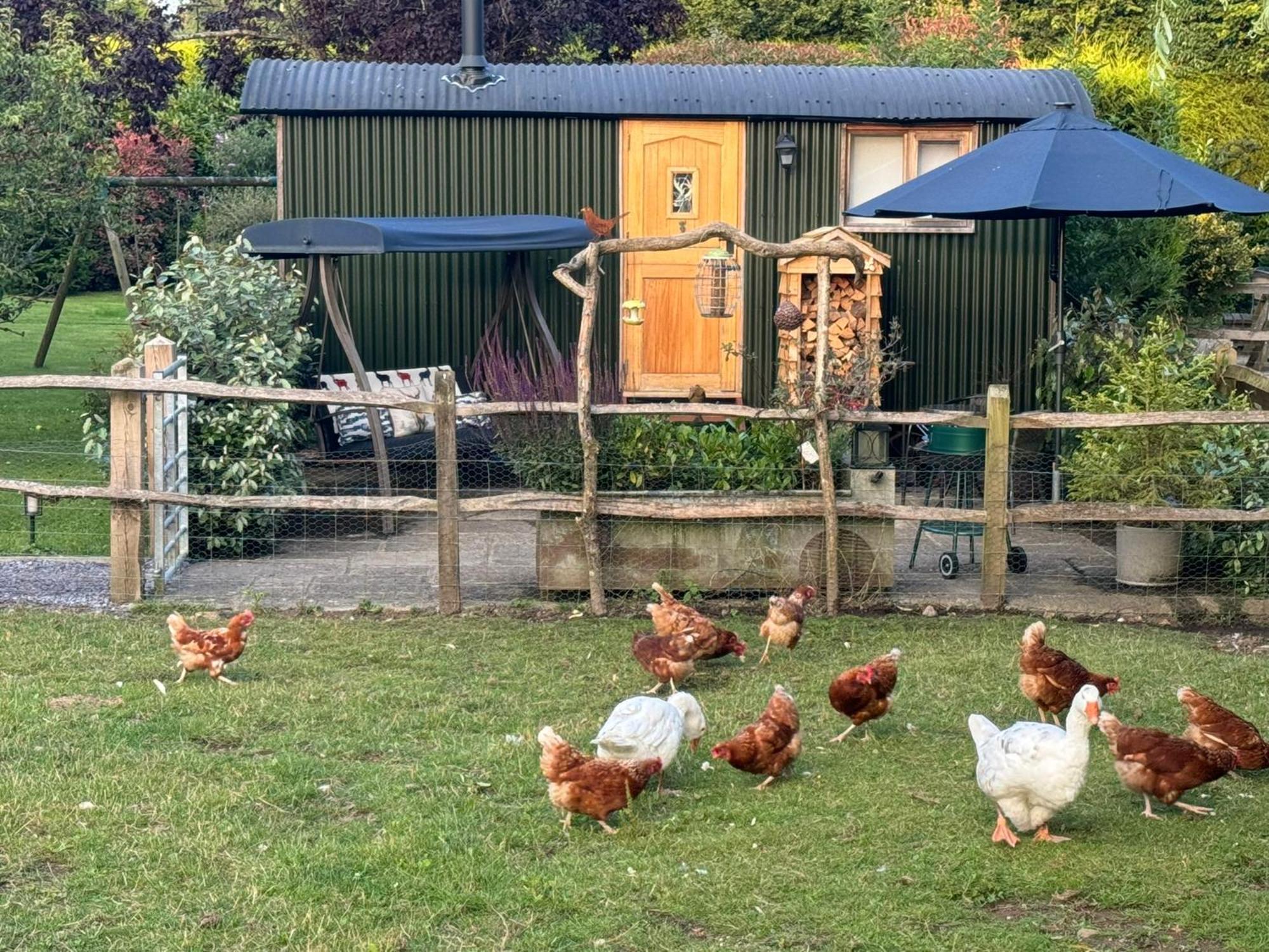Forest View Shepherd Hut Ewhurst Exterior photo